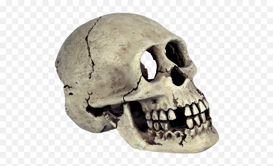 Skull Human Skeleton Bone - Skull Png Transparent Background Emoji,Human Skull Png