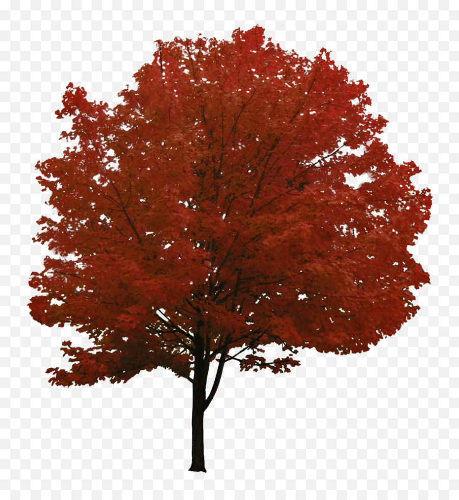 Red Tree Transparent Png - Stickpng Autumn Tree Tree Png Emoji,Tree Transparent
