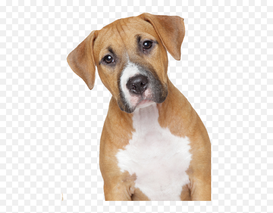 Download Dog Png 5 Hq Png Image - Png Format Dog Transparent Background Emoji,Dog Png