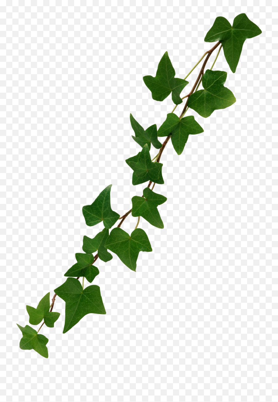 Ivy Vine Png Photo - Transparent Background Vine Leaves Png Emoji,Vines Png
