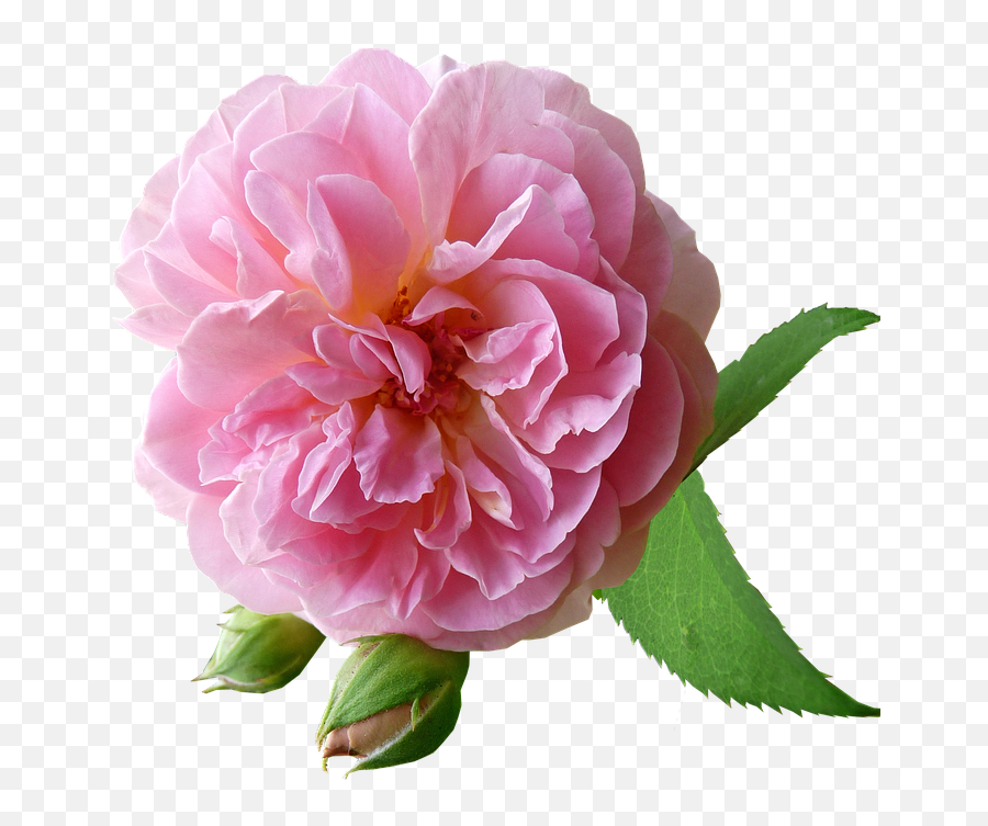 Rose Pink Fragrant - Free Photo On Pixabay Flor Rosa Natural Png Emoji,Nature Png