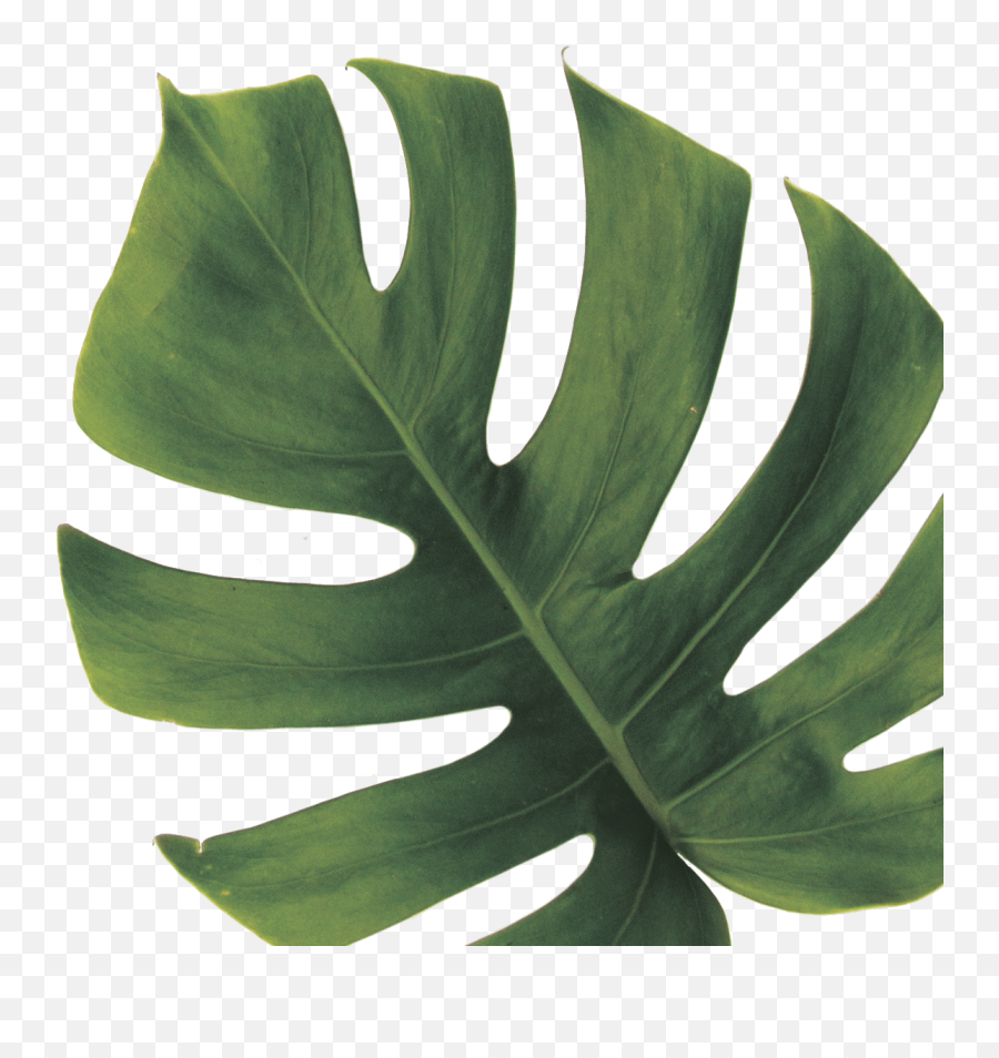 Download Monstera Deliciosa Png Image With No Background - Monstera Plant Drawing Png Emoji,Monstera Leaf Png