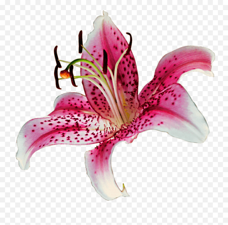 Lily Transparent Background Png Image - Stargazer Lily Png Emoji,Lily Clipart