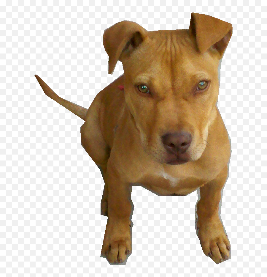 Perro Pitbull Bebe Png By Pngdetodotipo - Imagen De Perros Pitbull Png Cachorros Emoji,Pitbull Png