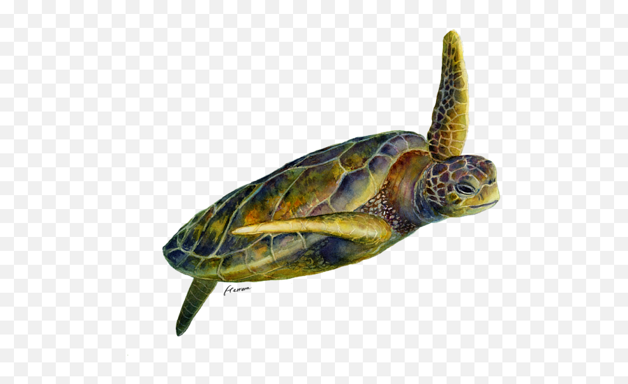 Sea Turtle 2 - Turtle Solid Background Emoji,Turtle Transparent Background