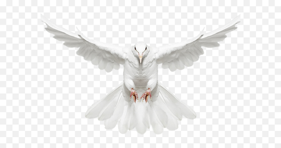 Download Hd White Dove Clipart Fire Png - Transparent Dove Hd Emoji,Dove Clipart