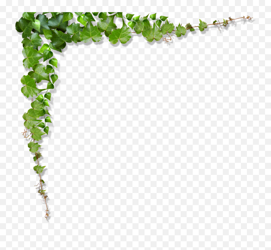 Green Vine Leaf - Vertical Emoji,Vines Png