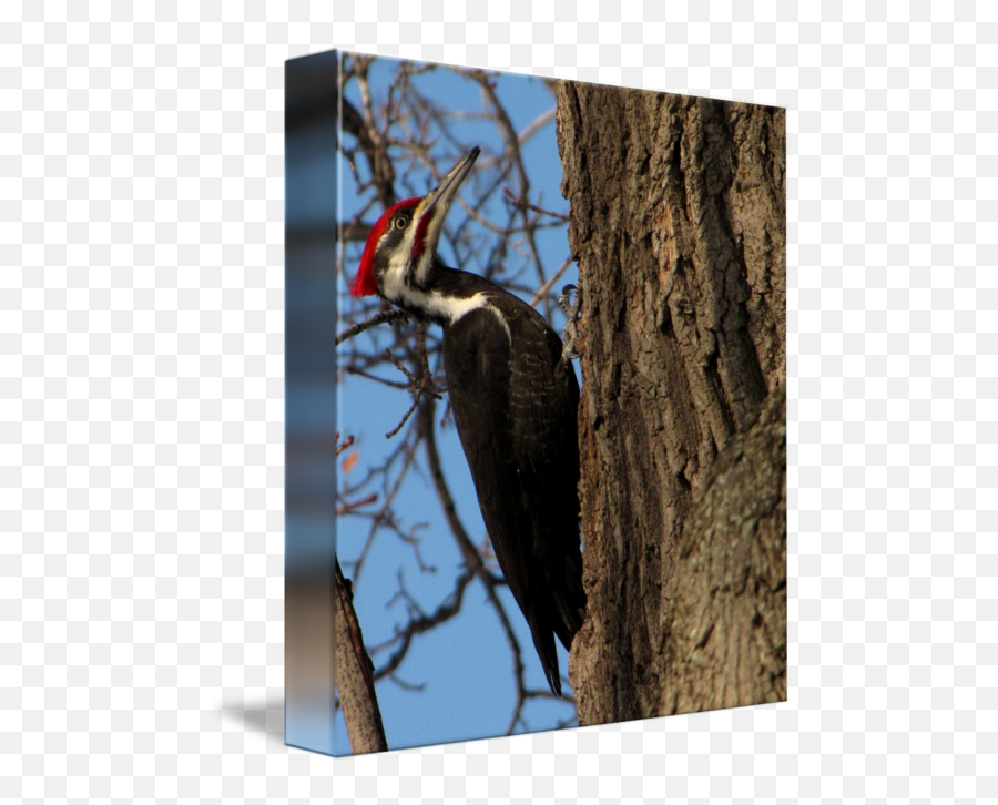 Pileated Woodpecker By Kelly Lucero Emoji,Woodpecker Png