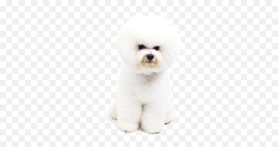 Dog Toy Dog Companion Dog Non Sporting Group Clipart - Dog Soft Emoji,Group Clipart