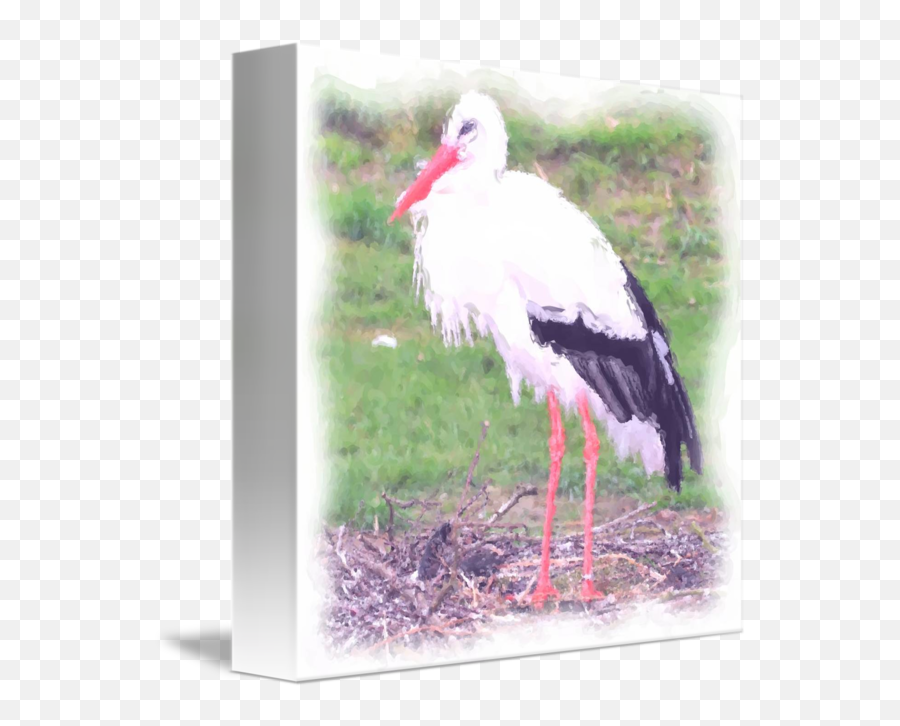 Stork With Black Feathers By Marilyn L Tolson Emoji,Black Feathers Png