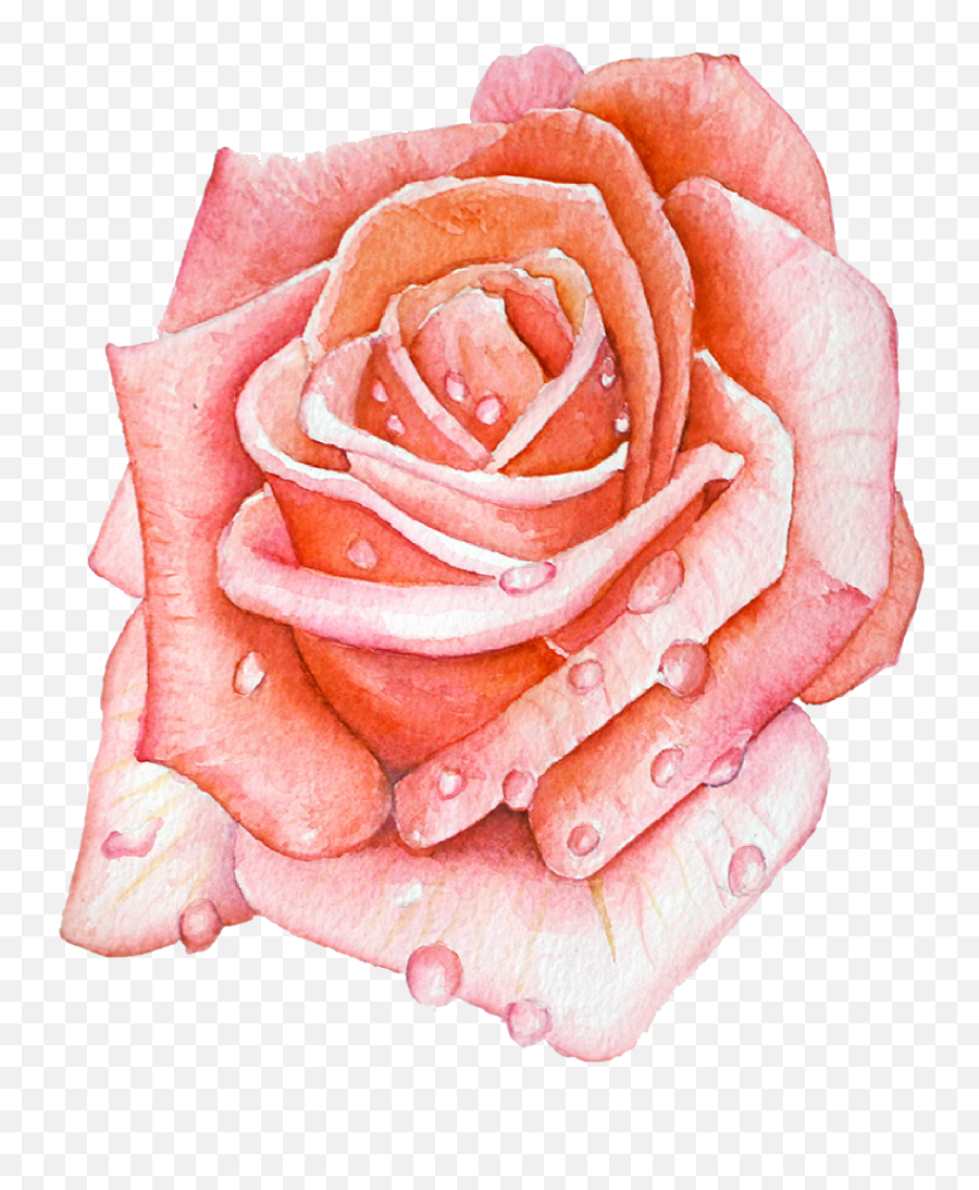Ashley Cassandra Designs 401 932 4465 Below Is A Small Emoji,Watercolor Roses Png