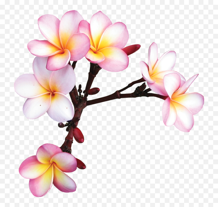 Download Exotic Flowers Tropical Flowers Colorful Emoji,Colorful Flowers Png