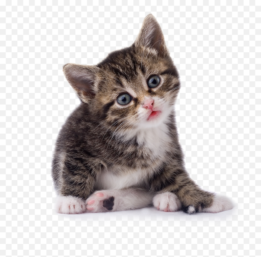 Kitten Png Transparent Image - Kitten Png Emoji,Kitten Png