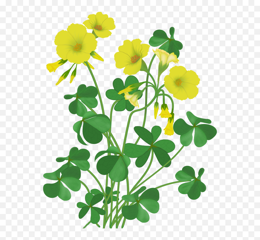 Wildflower Vector Cartoon - Wood Sorrel Flower Png Emoji,Wildflower Clipart