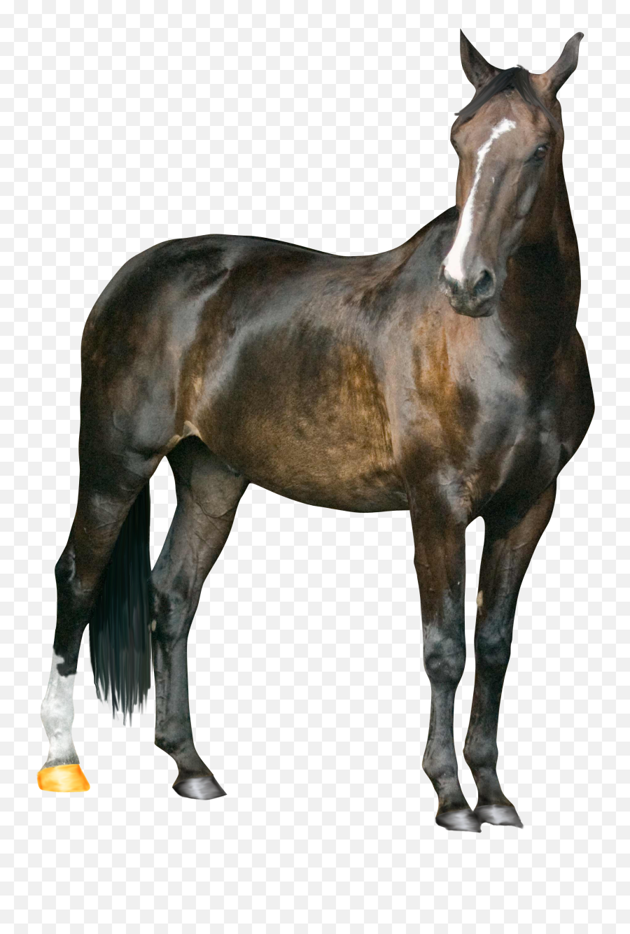 Horse Png Image Png Image Emoji,Horse Png