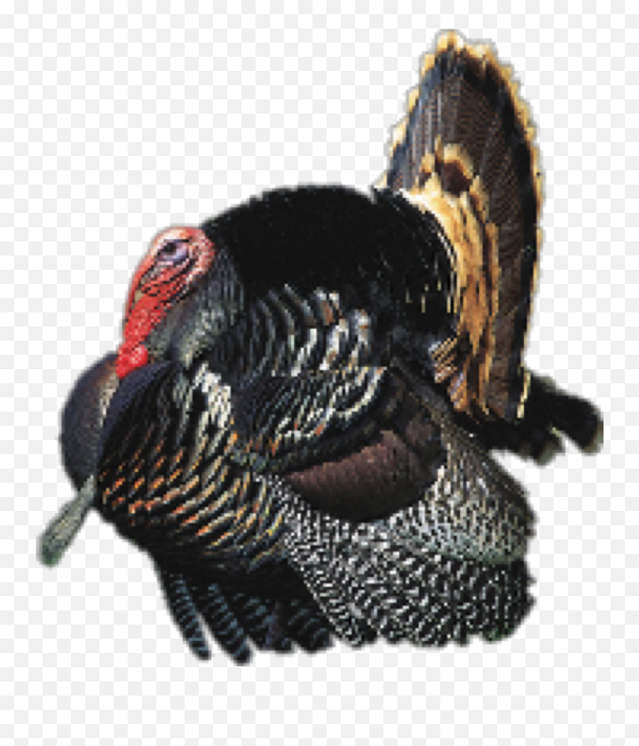 Cooked Turkey Png Emoji,Cooked Turkey Png