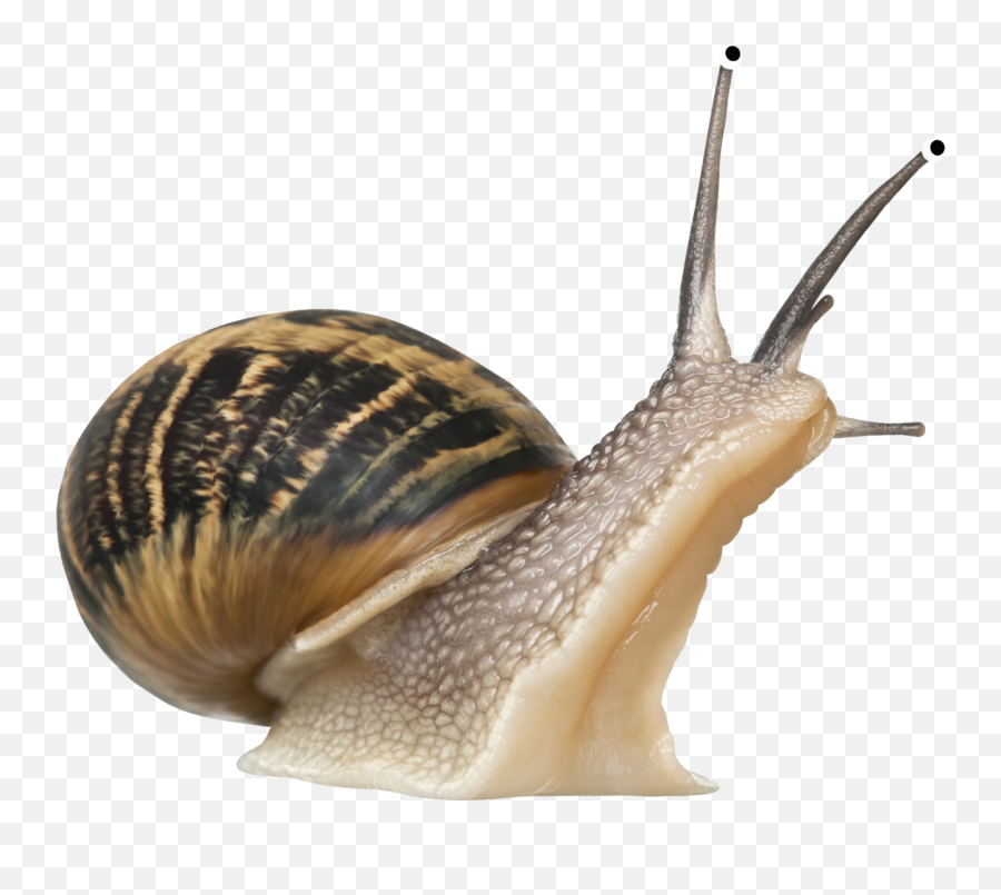 Snail Png - Snail Transparent Png Emoji,Snail Png