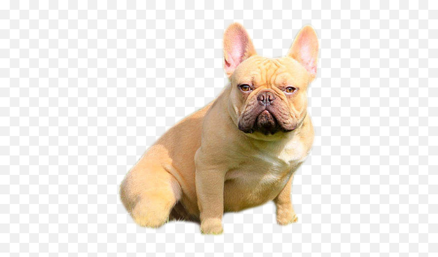 Da Jiggalow French Bulldog Emoji,French Bulldog Png