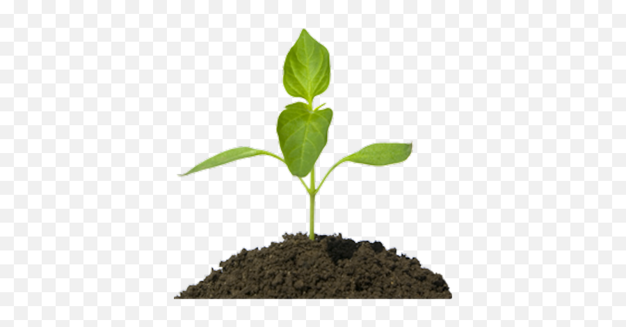 Seed Sprouting Illustration Download - Plant In Dirt Png Emoji,Dirt Transparent