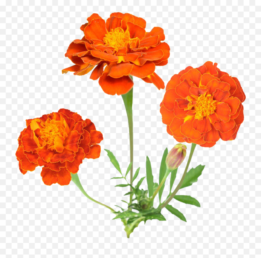Marigold Clipart Transparent Png Image - Transparent Png Marigold Flowers Clipart Emoji,Mexican Flowers Png
