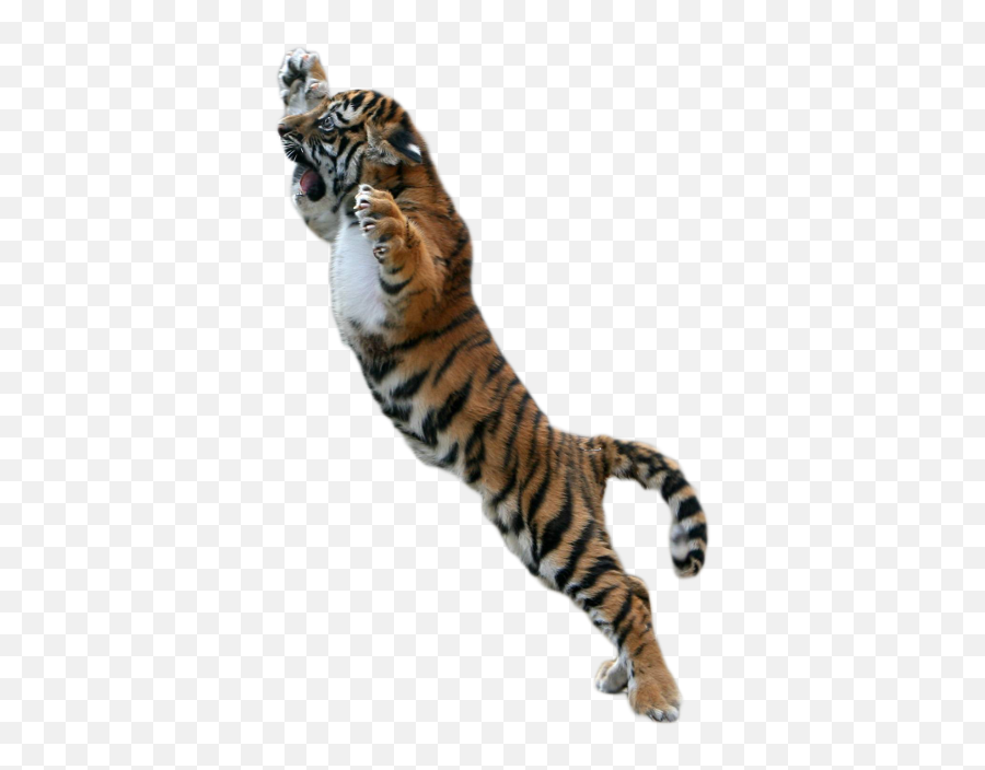 Download Tiger Free Png Transparent - Tiger Png Emoji,Tiger Transparent Background