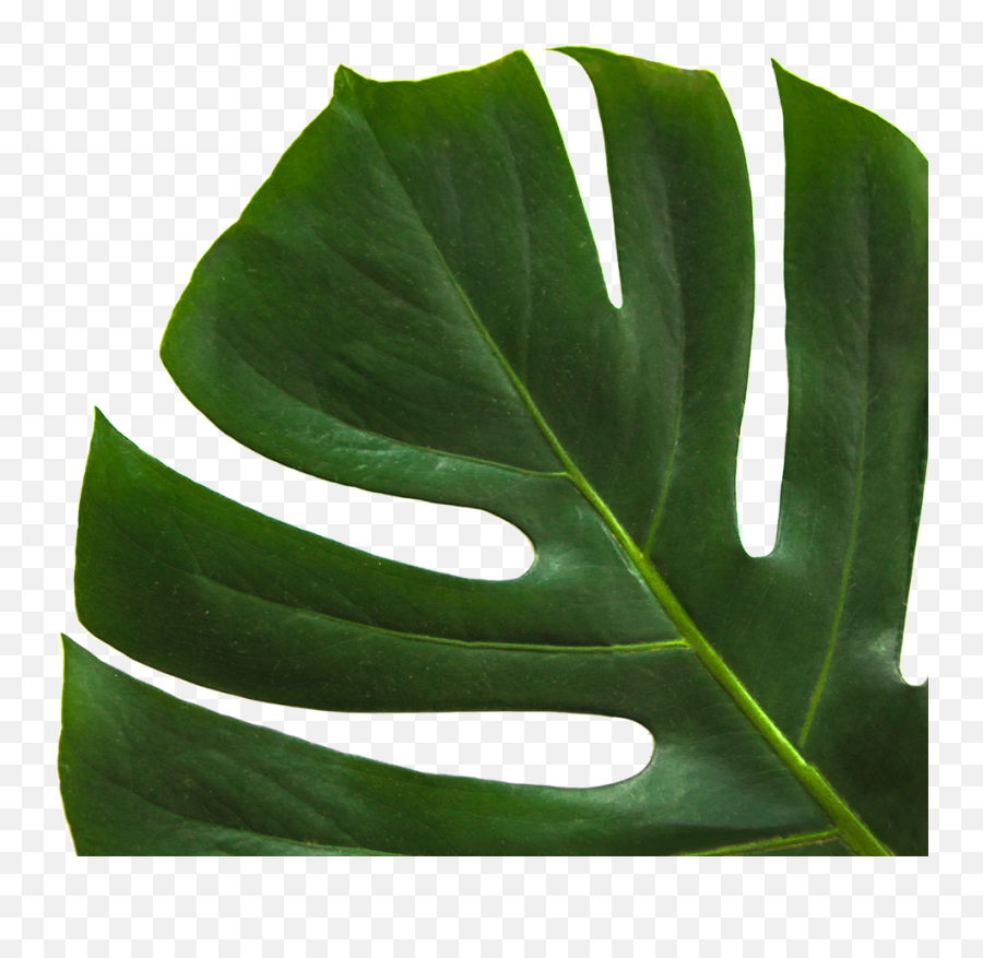 Monstera Leaf - Jpeg Hd Png Download Original Size Png Plants Urdu Quotes Emoji,Monstera Leaf Png