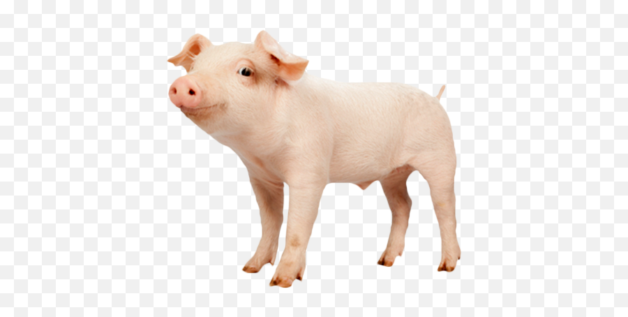 Farm Animals Hd Transparent - 30482 Transparentpng Pig Png Emoji,Farm Animals Clipart