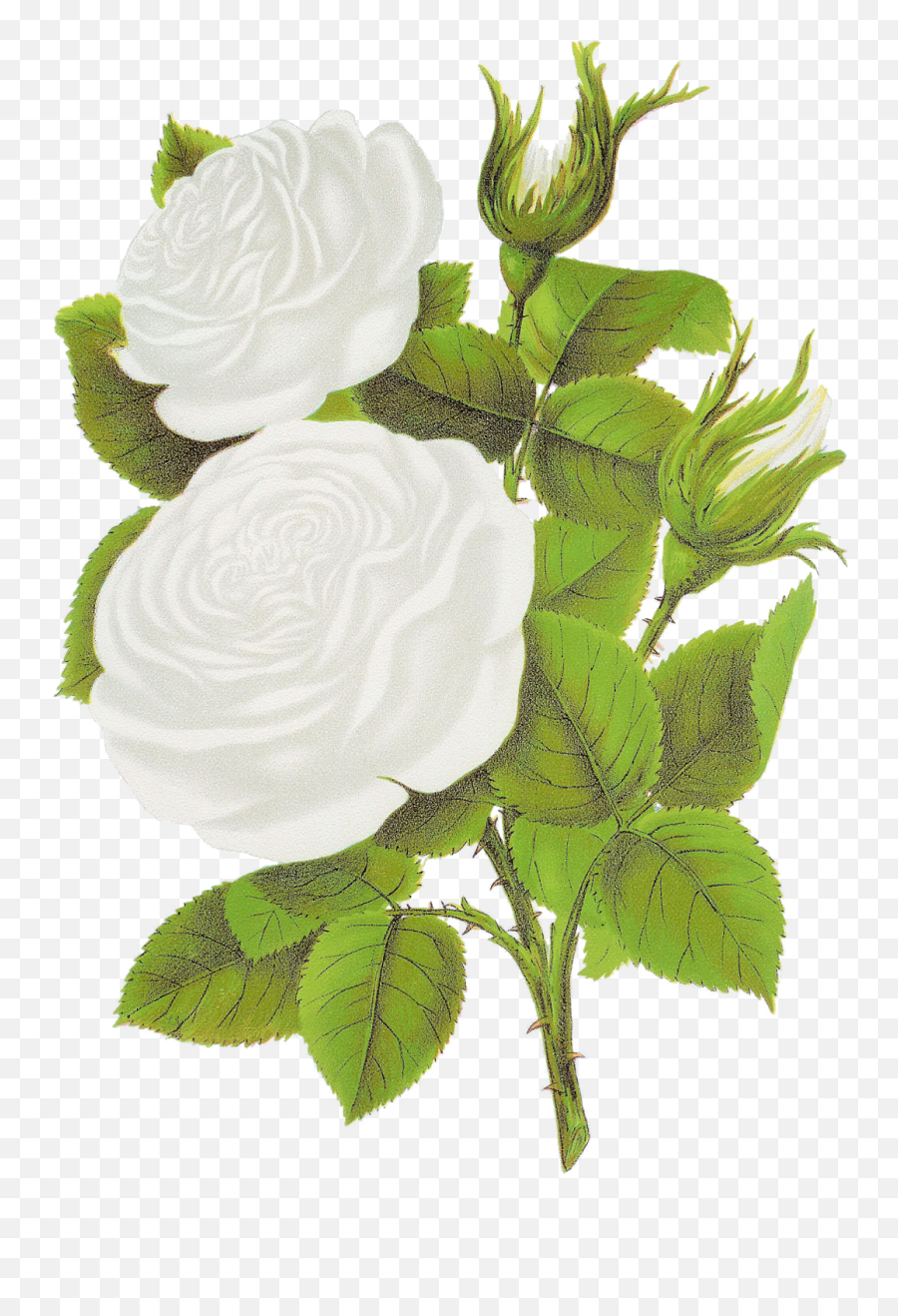 Antique Images Free Digital Flower White Rose Graphic Emoji,White Rose Transparent