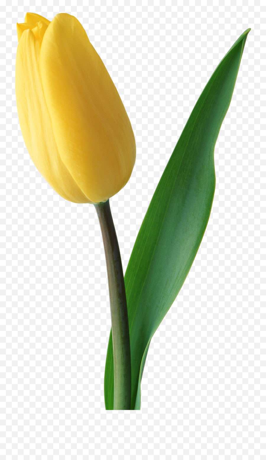 Tulip Clipart Png - Tulip Png Emoji,Tulip Clipart