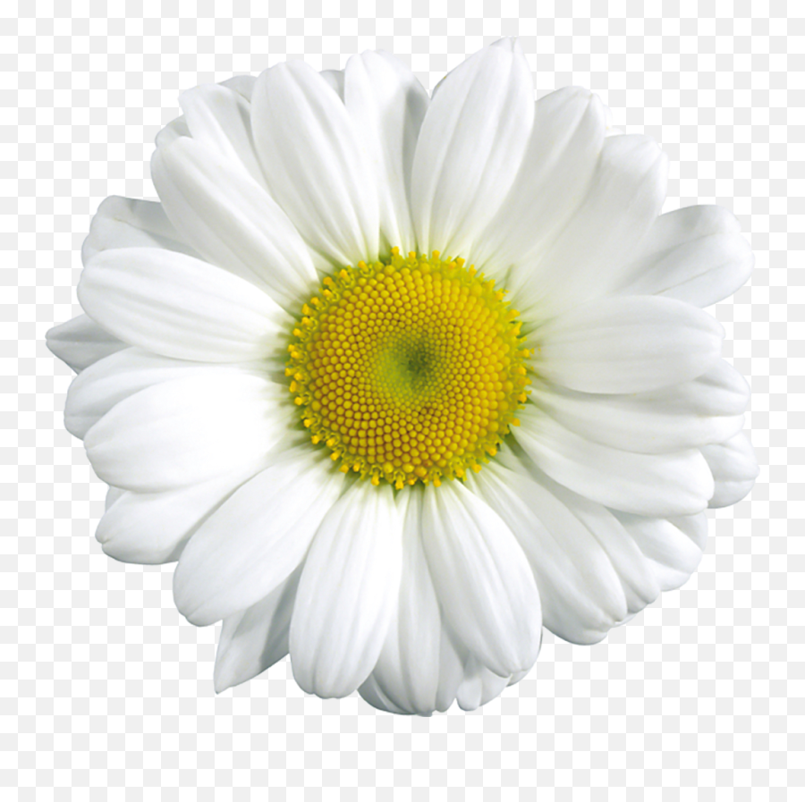 Library Of Daisy Flower Image Freeuse - Transparent Background Real Flower Clipart Emoji,Daisy Png