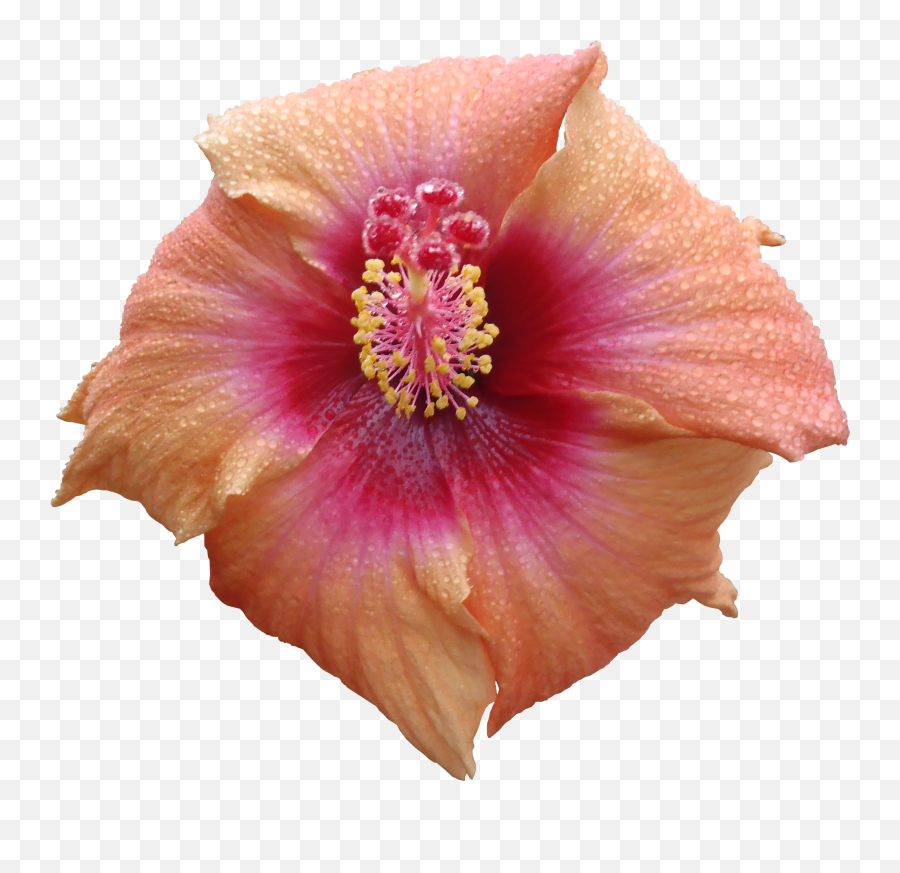 Flower Texture Png Flower Texture Png Transparent Free For - Flower Peta Texturel Transparent Emoji,Watercolor Texture Png