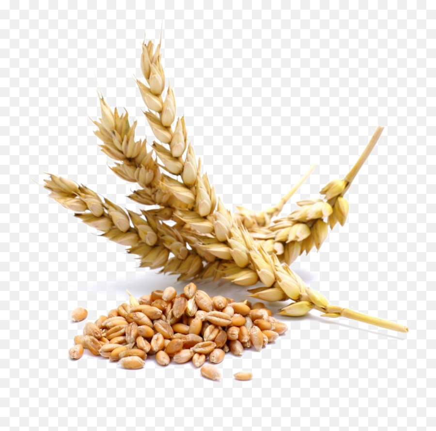 Wheat Png Transparent Image - Transparent Wheat Png Emoji,Wheat Png