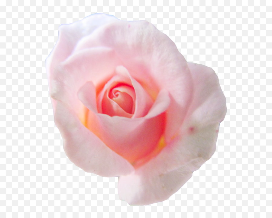 Transparent Pink Flower Transparent Png Emoji,Pink Flowers Transparent