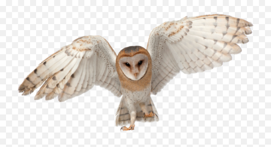Owls Rest On The Same Branch Every Day Which Is Why Emoji,Barn Owl Png