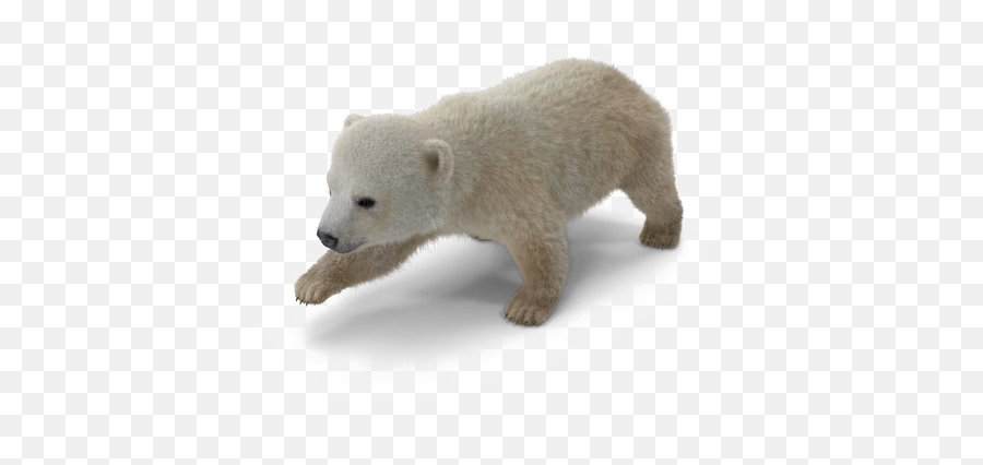 Download Hd Polar Bear Png Download Image - Polar Bear Png Of Polar Bear Emoji,Polar Bear Png