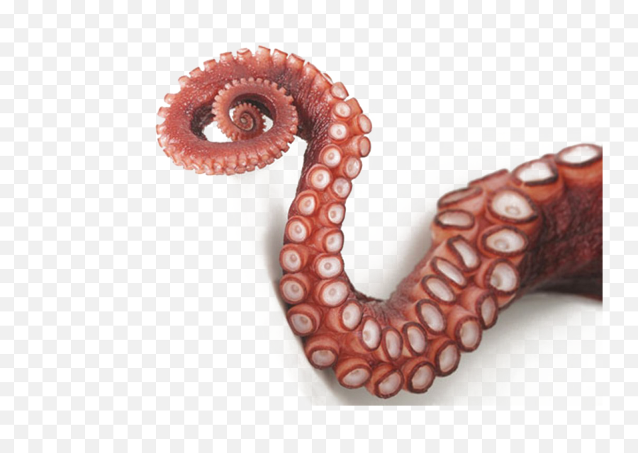 Octopus Png Image Transparent - Octopus Tentacles Png Emoji,Octopus Png