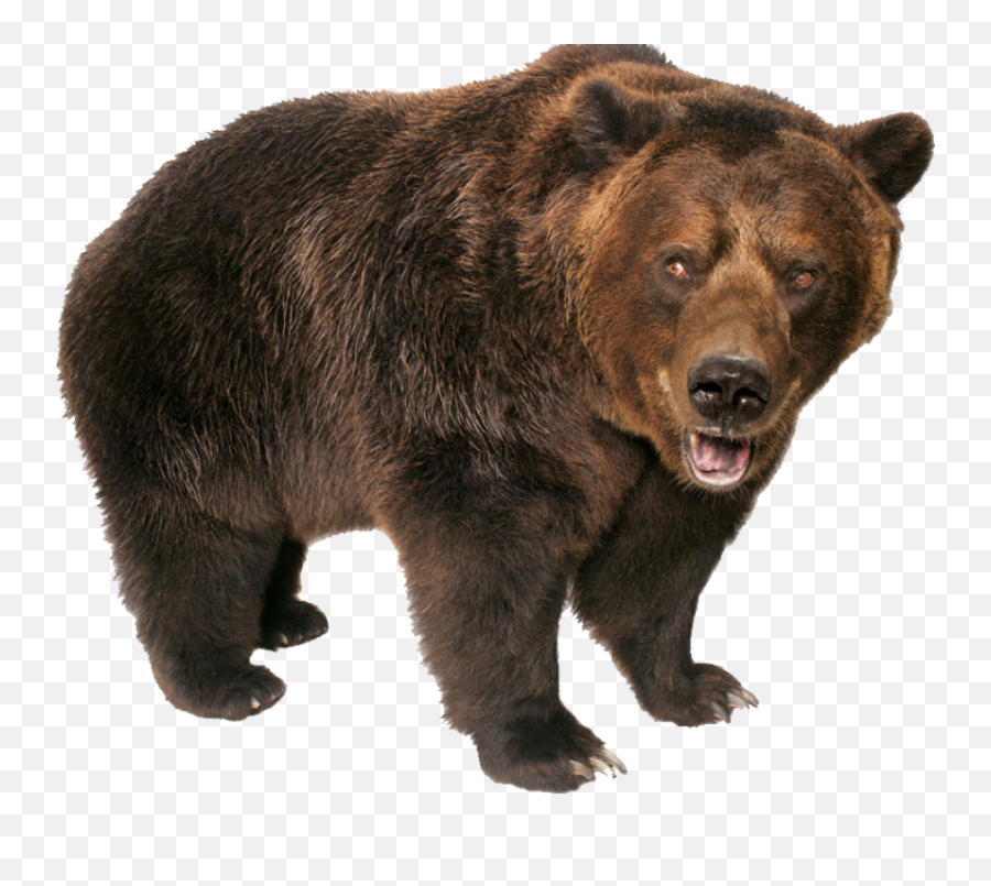 Bear Png - Grizzly Bear Transparent Background Emoji,Bear Png