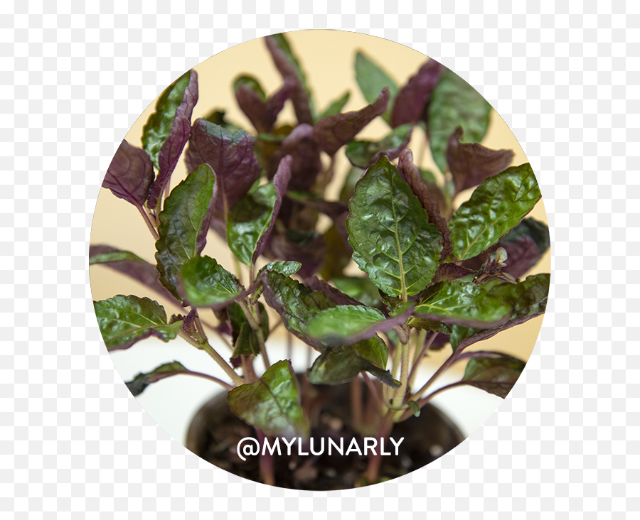 Purple Waffle - Tips To Grow Your Plant U2013 Lunarly Purple Waffle Plant Png Emoji,Waffle Transparent