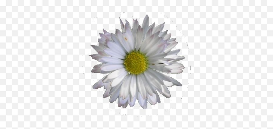 Free Daisy Clipart Transparent Download Free Daisy Clipart Emoji,Black And White Daisy Clipart