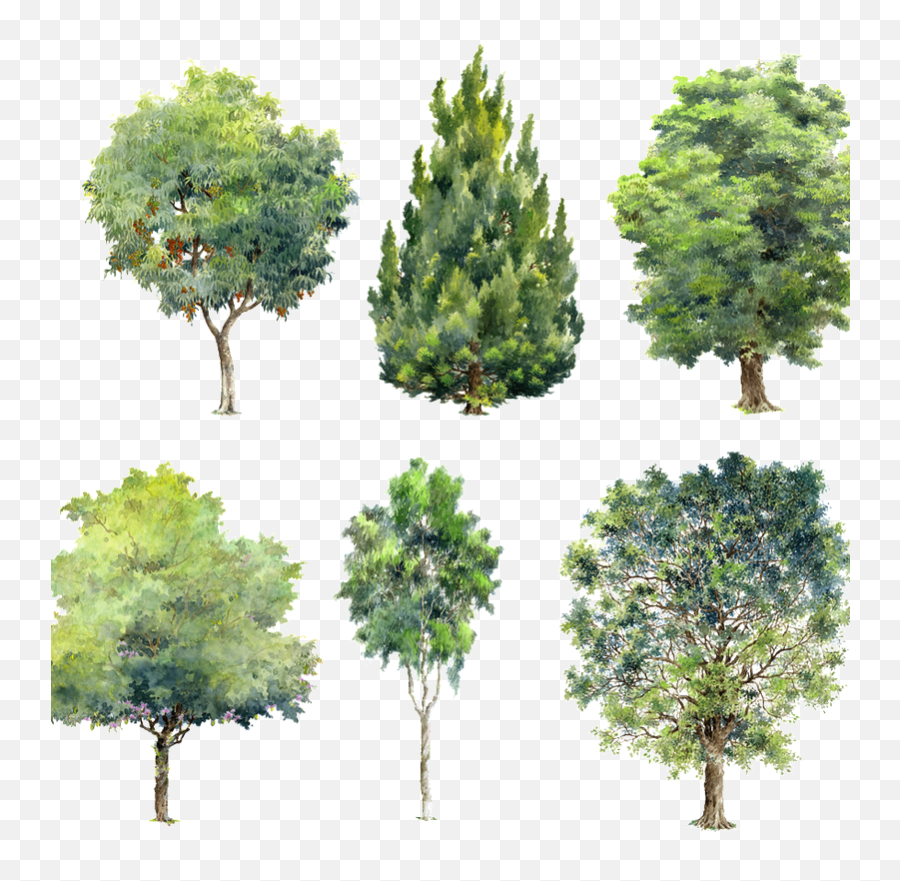 Trees Green Plants Beautiful Hand Painted Png - Watercolor Emoji,Green Watercolor Png