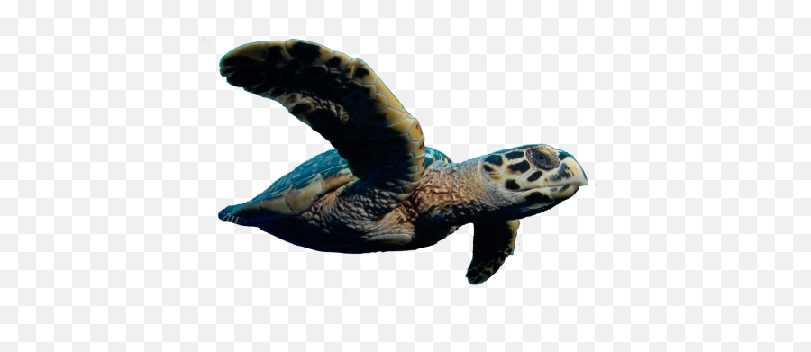 Sea Turtles - Loggerhead Sea Turtle Emoji,Turtle Png