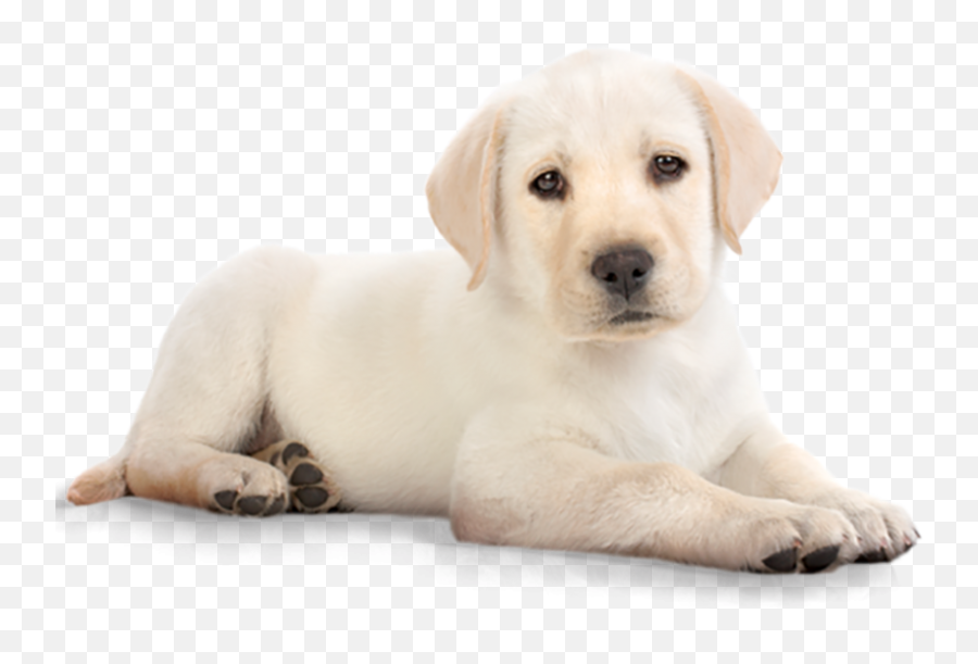 Overlay Of A Beautiful Dog Looking In - Puppy Dog Transparent Background Emoji,Dog Png