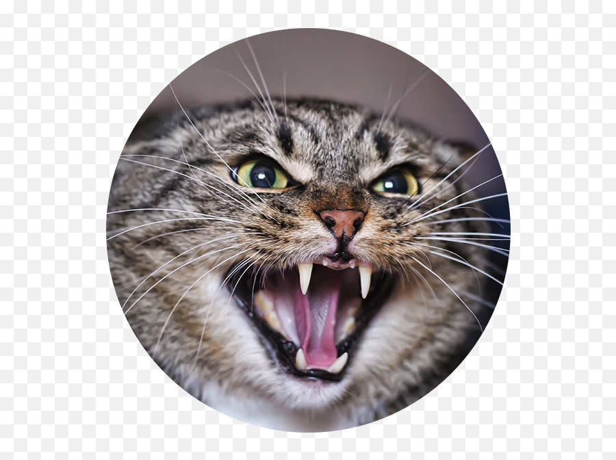 Download Angry Adult Tabby Cat - Cat Hissing Meme Full Emoji,Angry Cat Png