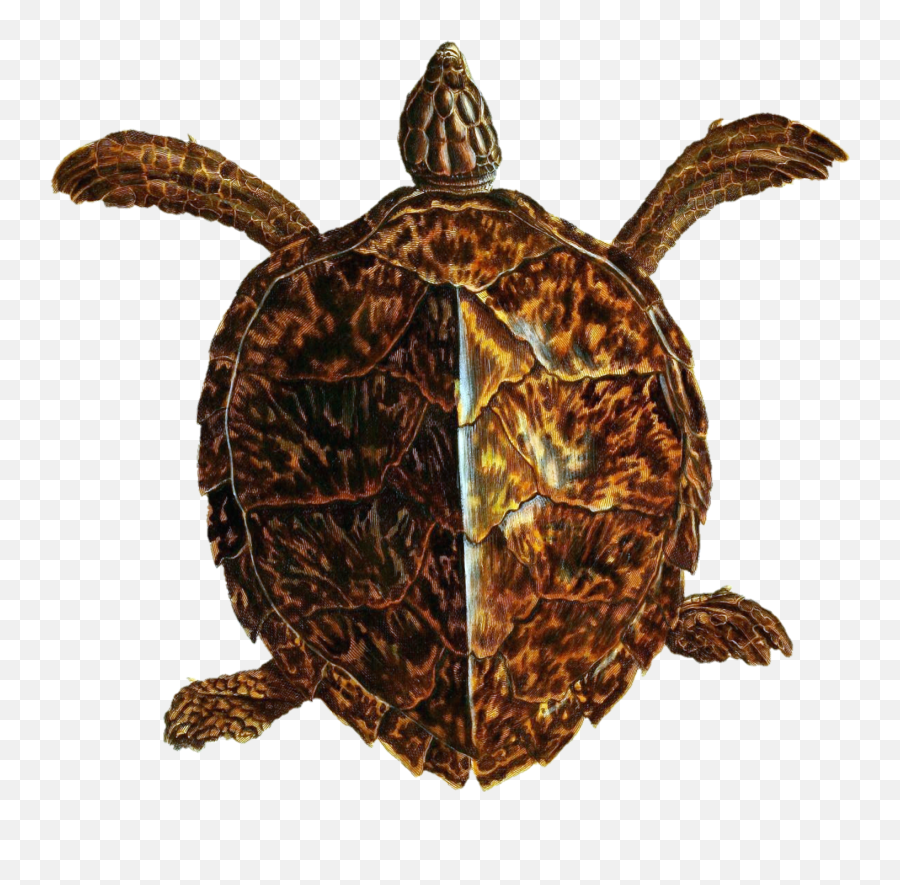 Turtles Art Vintage Clipart Free Stock - Tortoise Emoji,Vintage Clipart