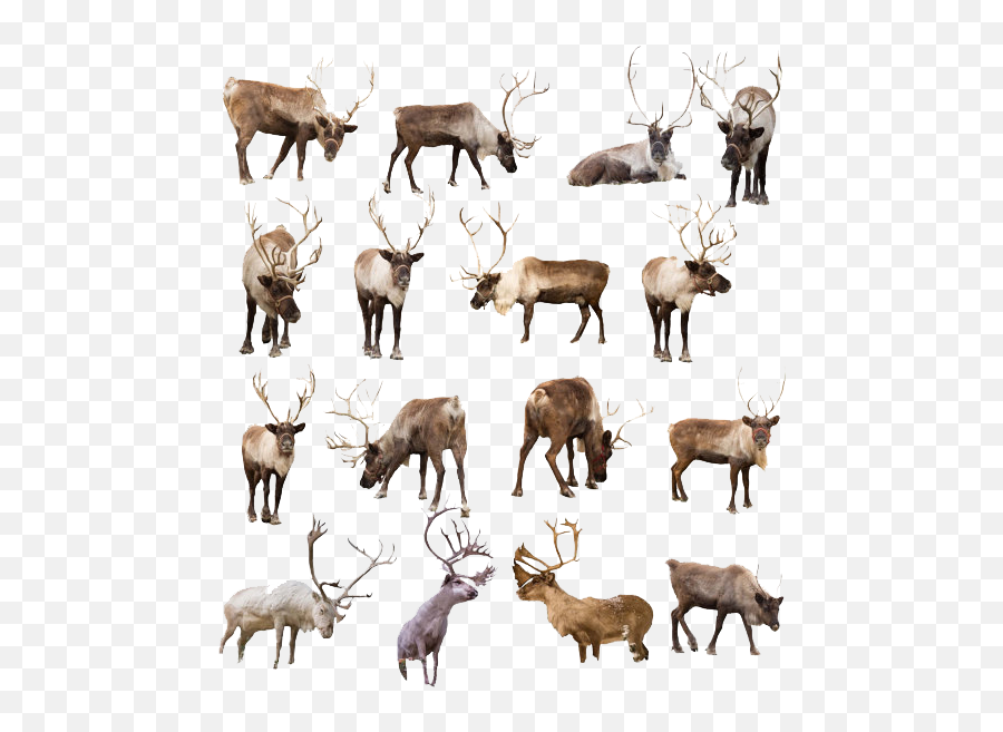 Download Hd Reindeer Png Transparent - Animal Figure Emoji,Reindeer Png