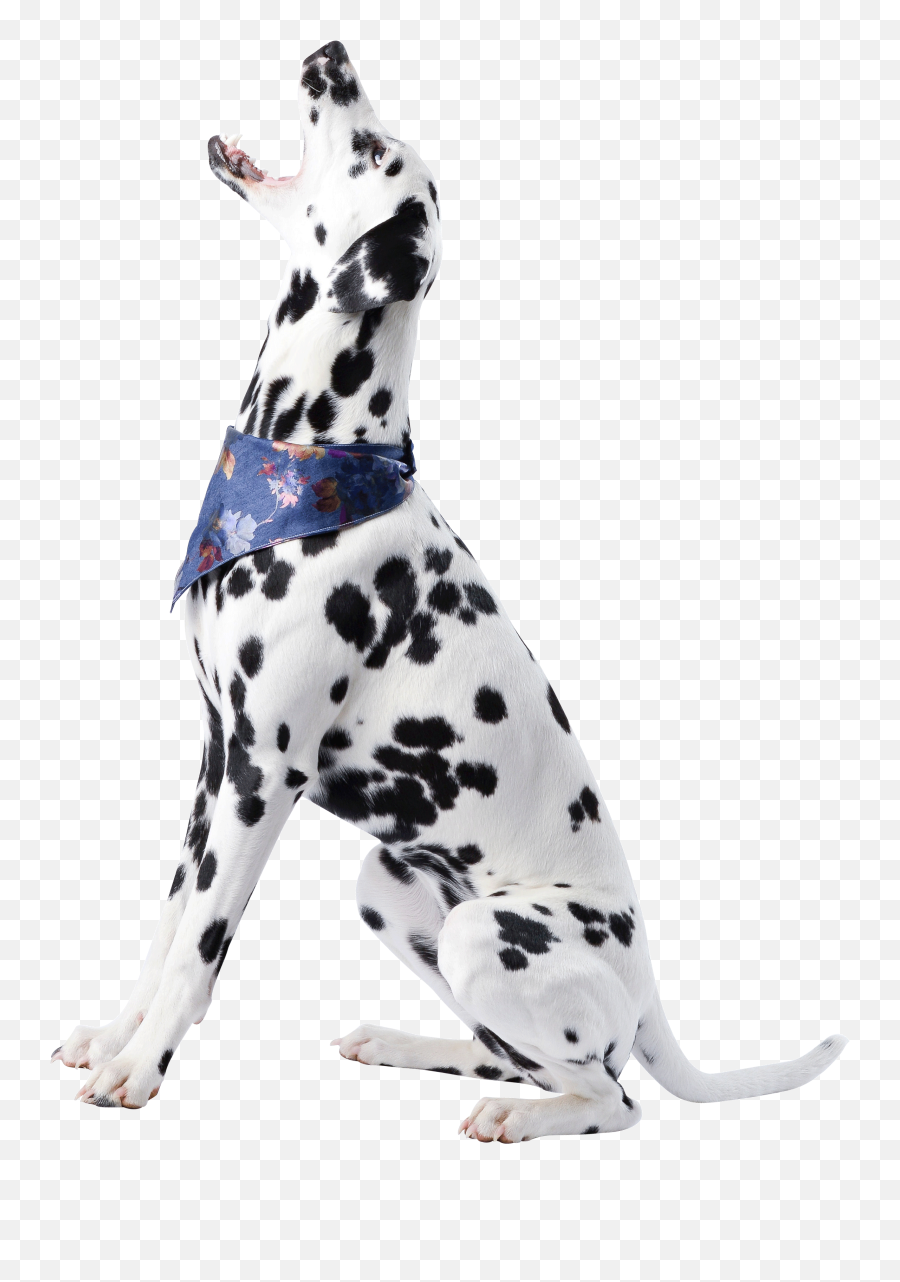 Dog Transparent Png - Dog Emoji,Dog Png