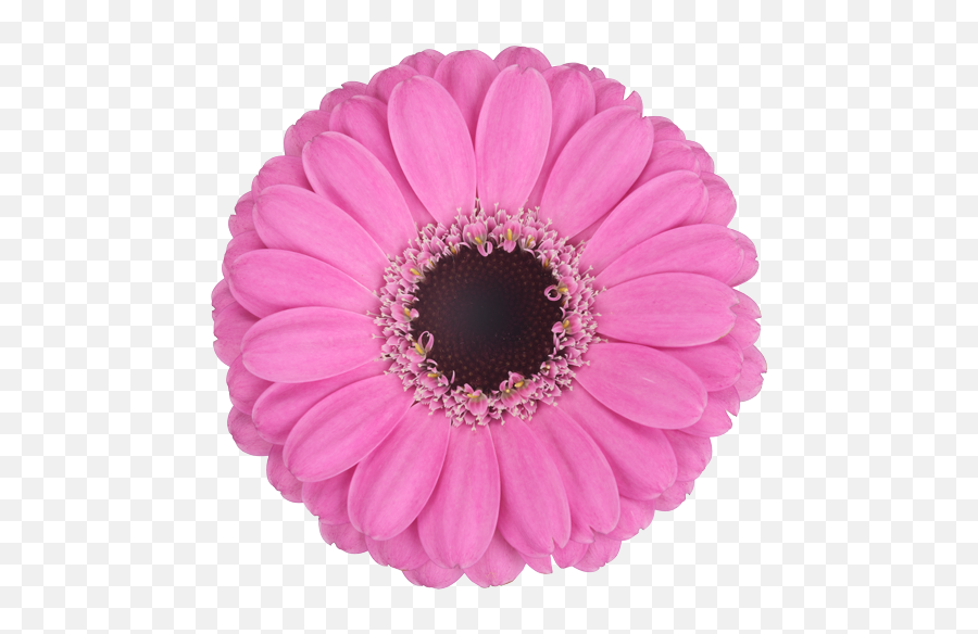 Download Mexican Pink - Gerbera Bentley Emoji,Mexican Flowers Png