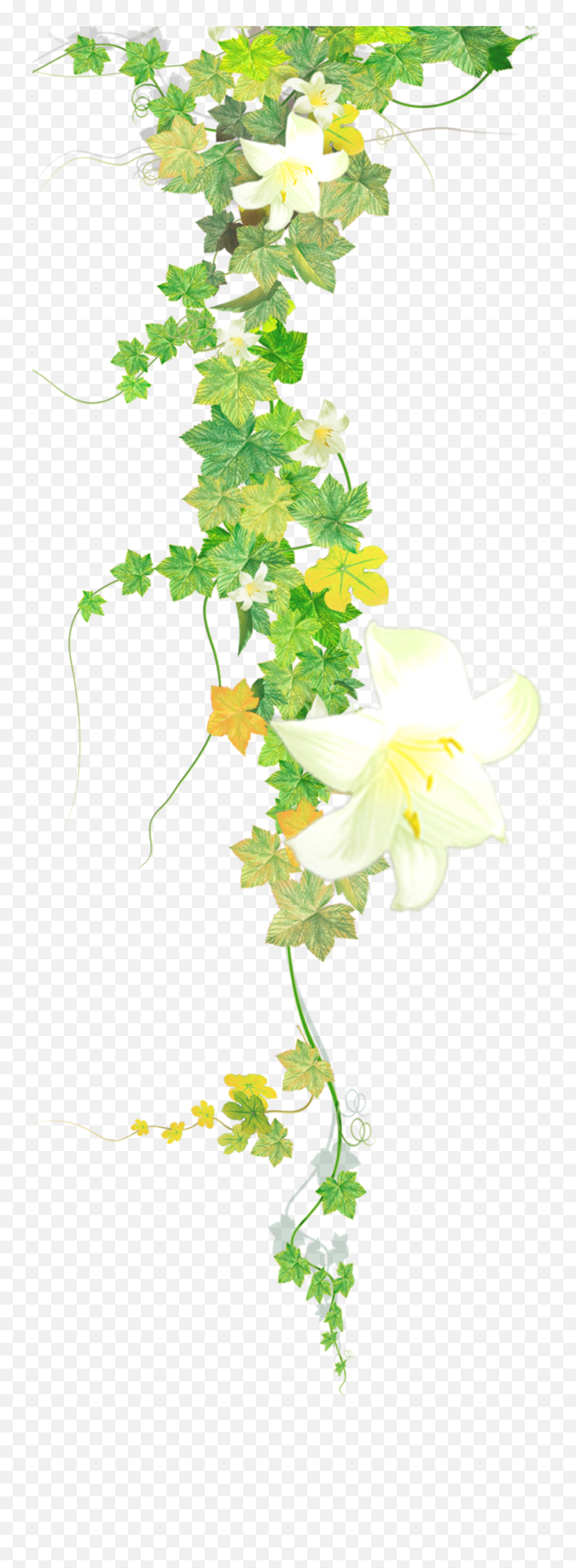 Flowers And Vines - Transparent Decoration Plants Emoji,Vines Png