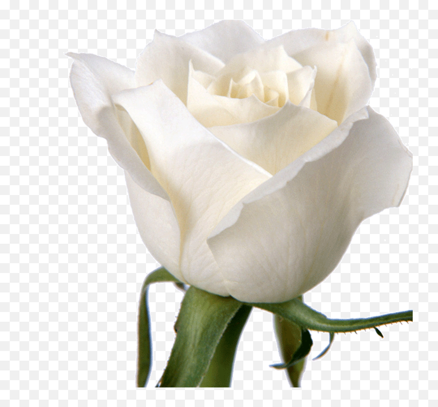 Rose Flower White Wallpaper - Romantic Emotional Morning Emoji,White Rose Transparent