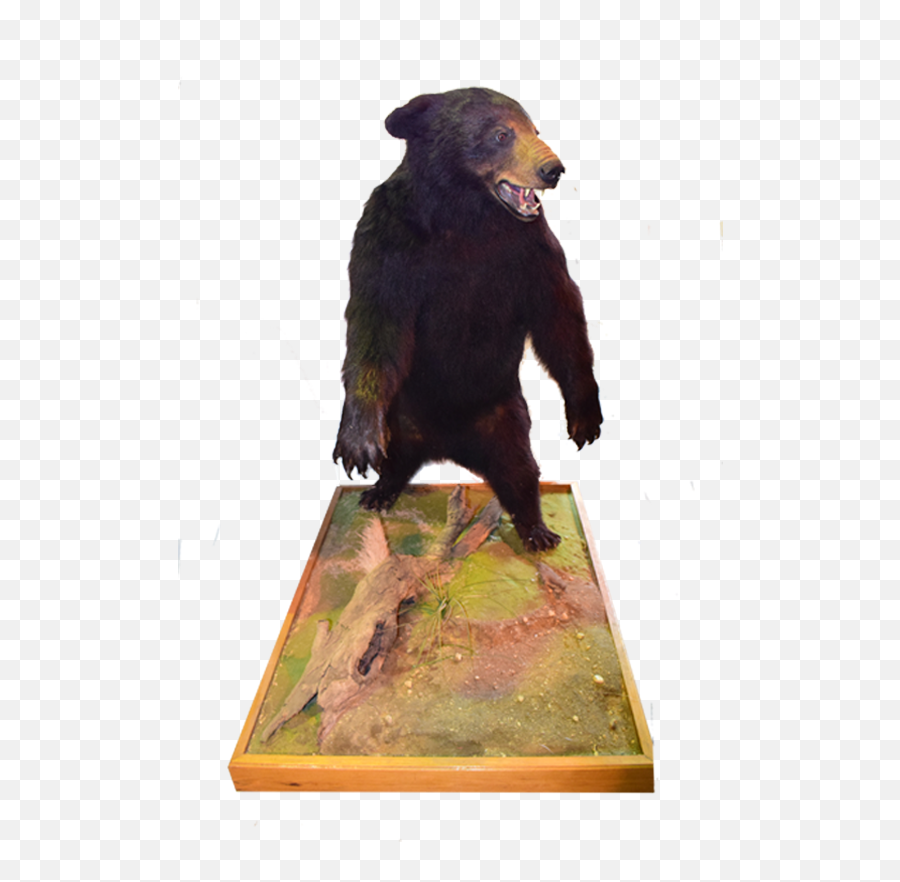 Black Bear Full Mount - Bb01 Brown Bear Emoji,Black Bear Png
